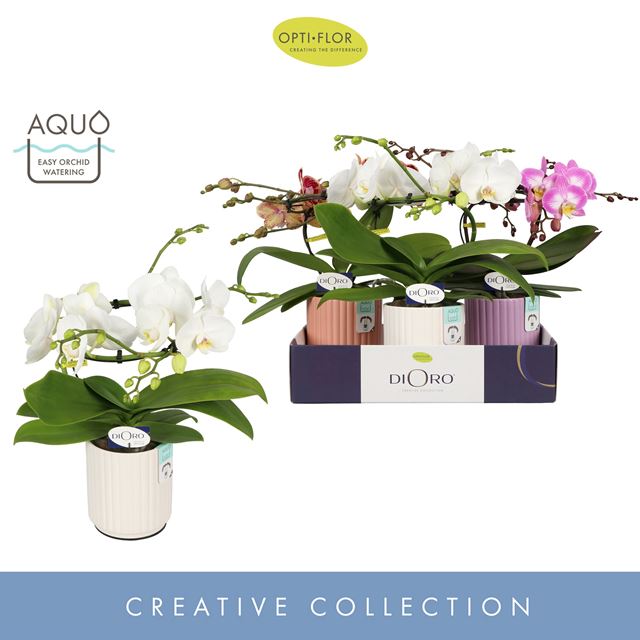 Picture of PHALAENOPSIS 02-STEM DIORO MIX IN CERAMIC