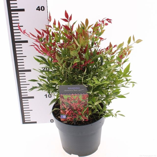 Picture of Nandina domestica red light