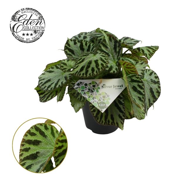 Picture of BEGONIA REX SILVER JEWEL