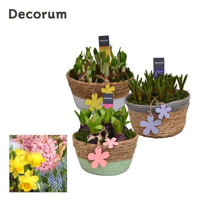 Picture of Bulbs mix in wicker basket