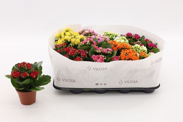 Picture of KALANCHOE DOUBLE MIX