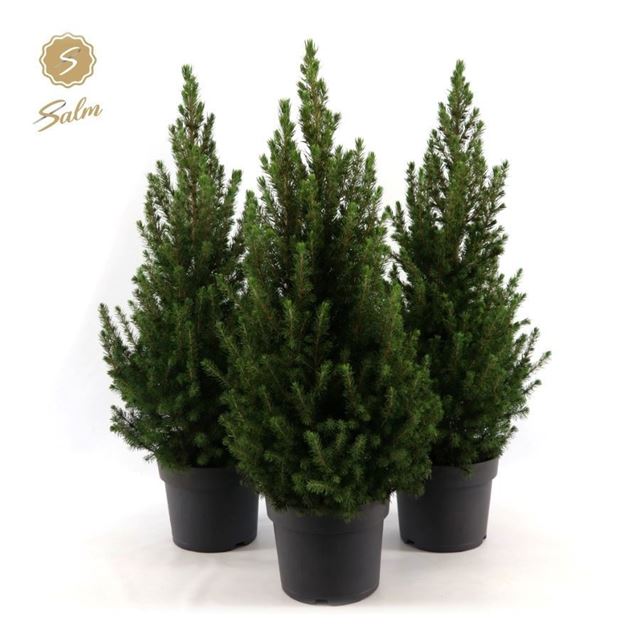 Picture of Picea glauca december