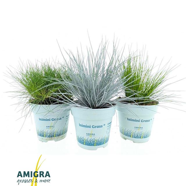 Picture of Outdoor grasses mix