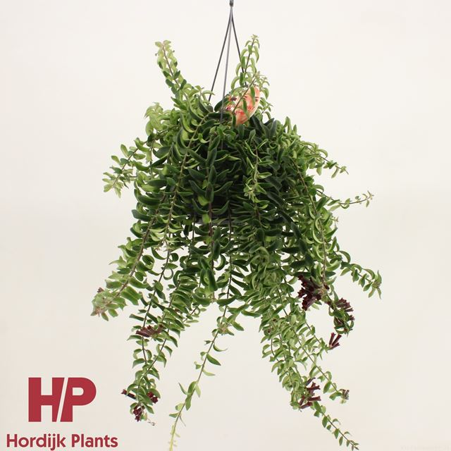 Picture of AESCHYNANTHUS TWISTER IN HANGING BASKET