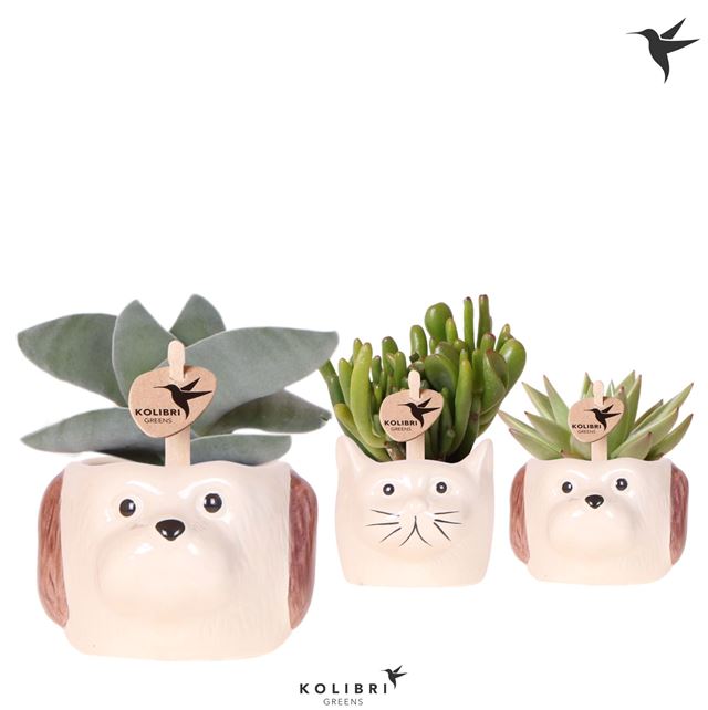 Picture of Succulent mix in ceramic cat and dog