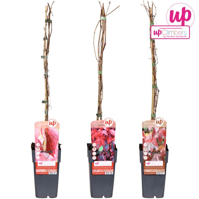 Picture of Parthenocissus mix