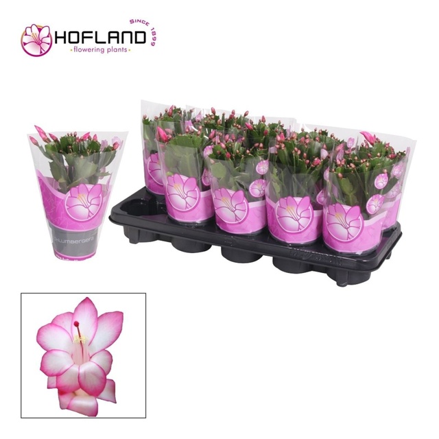 Picture of Schlumbergera purple
