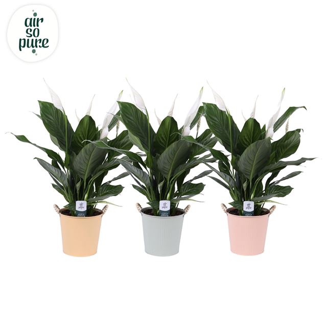 Picture of Spathiphyllum bingo cupido in pastel zinc