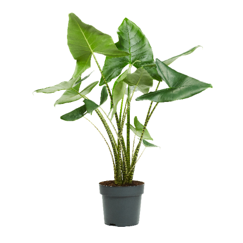 Picture of ALOCASIA ZEBRINA