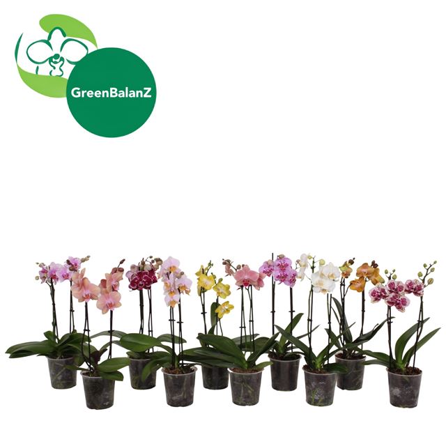 Picture of Phalaenopsis 02-stem kolibri mix