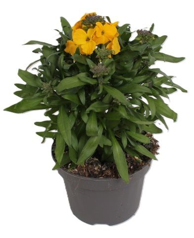 Picture of Erysimum leya dark yellow