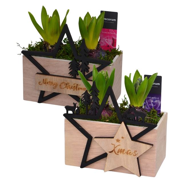 Picture of HYACINTHUS 02BULBS WOOD XMASBOX