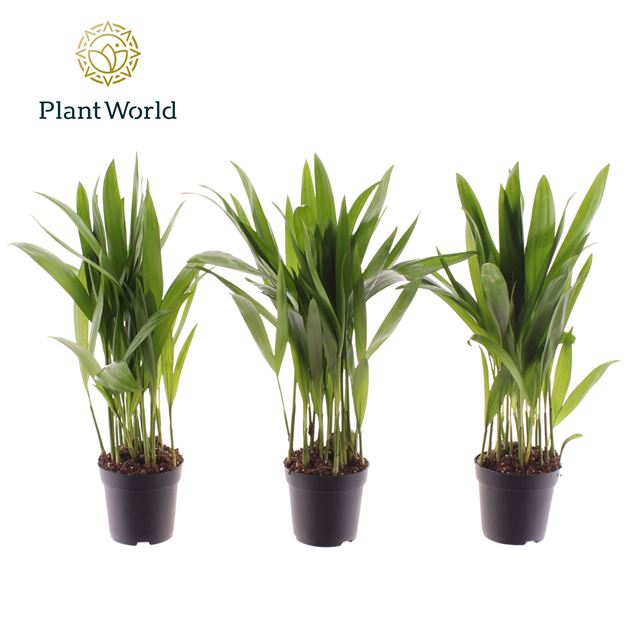 Picture of DYPSIS LUTESCENS