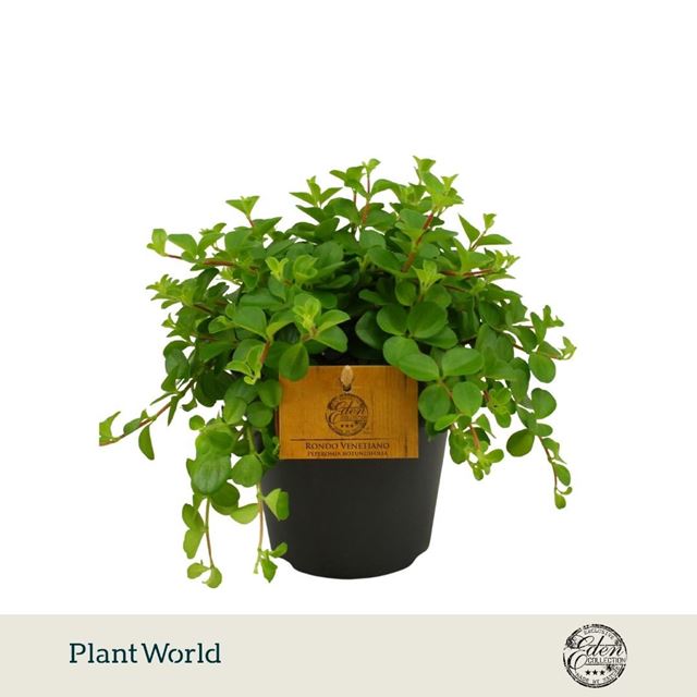 Picture of Peperomia rotundifolia