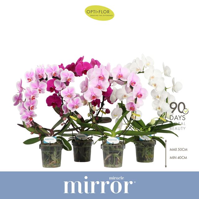 Picture of Phalaenopsis 02-stem mirror miracle mix