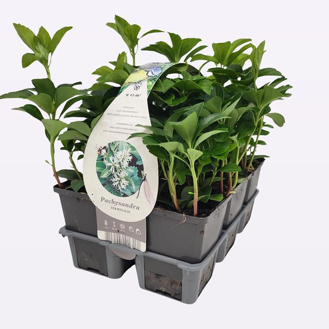 Picture of PACHYSANDRA TERMINALIS 06-PACK