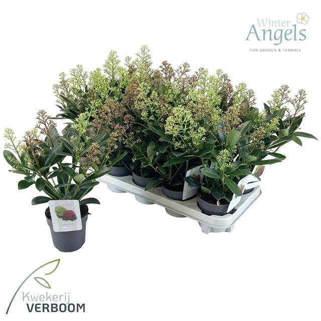 Picture of Skimmia japonica double diamond