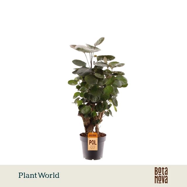 Picture of Polyscias scutellaria fabian branched