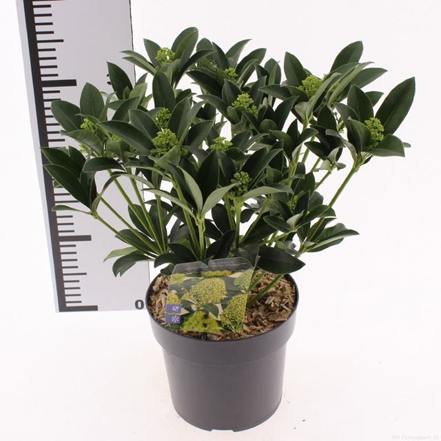 Picture of Skimmia japonica white globe 15+fl