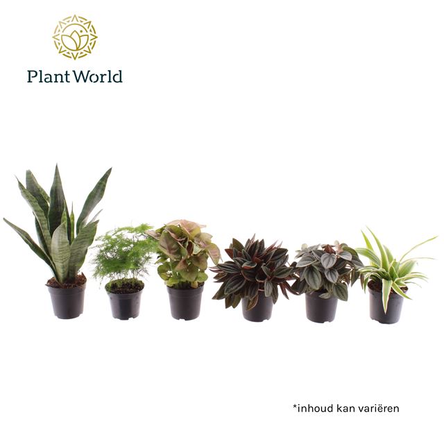 Picture of FOLIAGE MIX KEEN ON GREEN