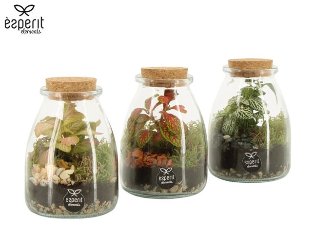 Picture of Terrarium