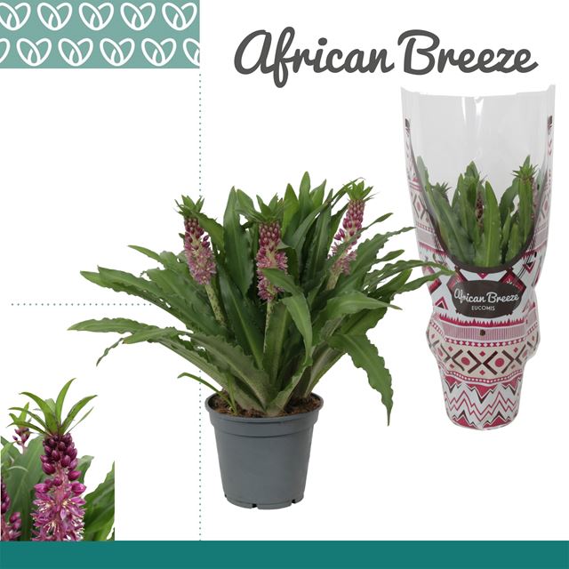 Picture of Eucomis leia
