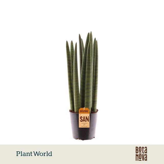 Picture of Sansevieria cylindrica spaghetti