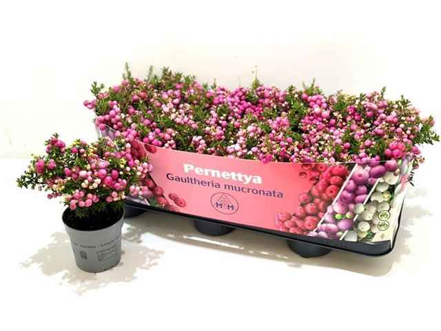 Picture of GAULTHERIA MUCRONATA (PERNETTIA) PINK