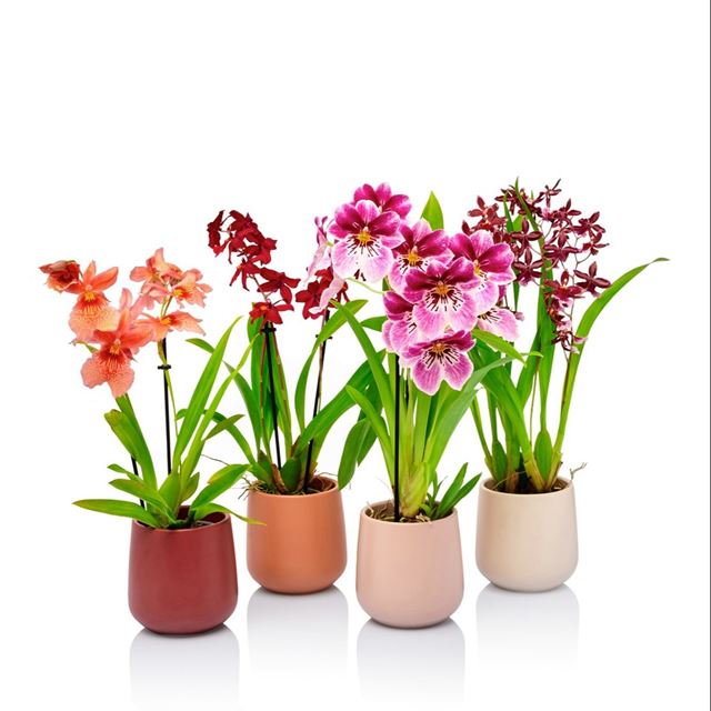 Picture of ORCHIDEE 02-STEM MINI MIX IN CERAMIC