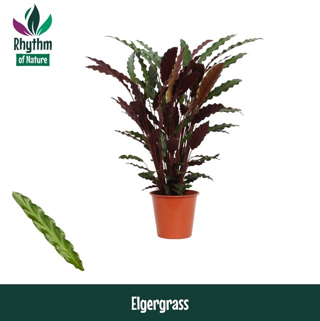 Picture of CALATHEA RUFIBARBA ELGERGRASS