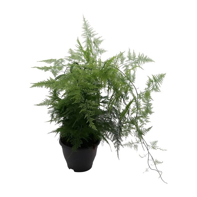 Picture of Asparagus setaceus plumosus in hanging basket