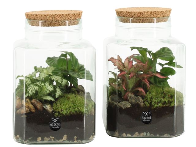 Picture of TERRARIUM