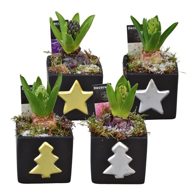 Picture of HYACINTHUS 01BULB CHRISTMAS CUBE