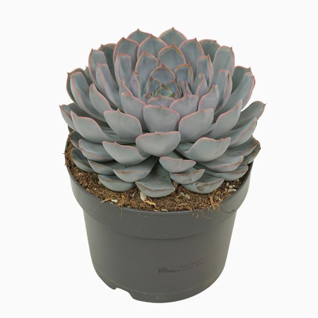 Picture of ECHEVERIA ORION 