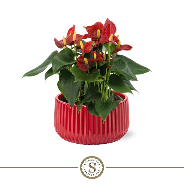Picture of Anthurium andraeanum table red in ceramic