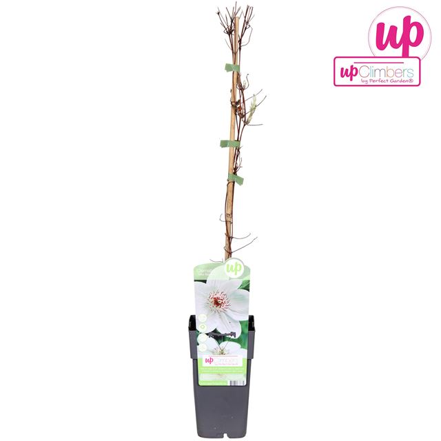 Picture of Clematis miss bateman