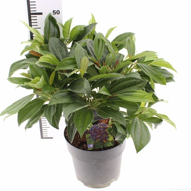 Picture of Viburnum davidii