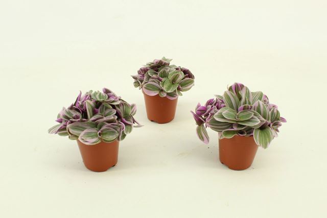 Picture of Tradescantia sweetness