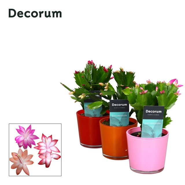 Picture of SCHLUMBERGERA GAERTNERI MIX IN GLASS