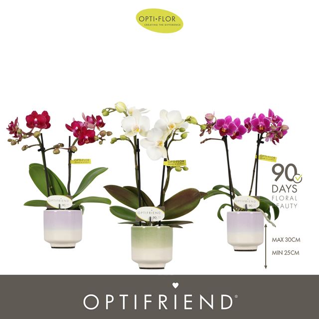 Picture of Phalaenopsis 02-stem optifriend mix in ceramic