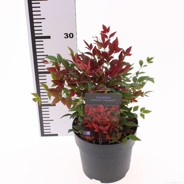 Picture of Nandina domestica obsessed