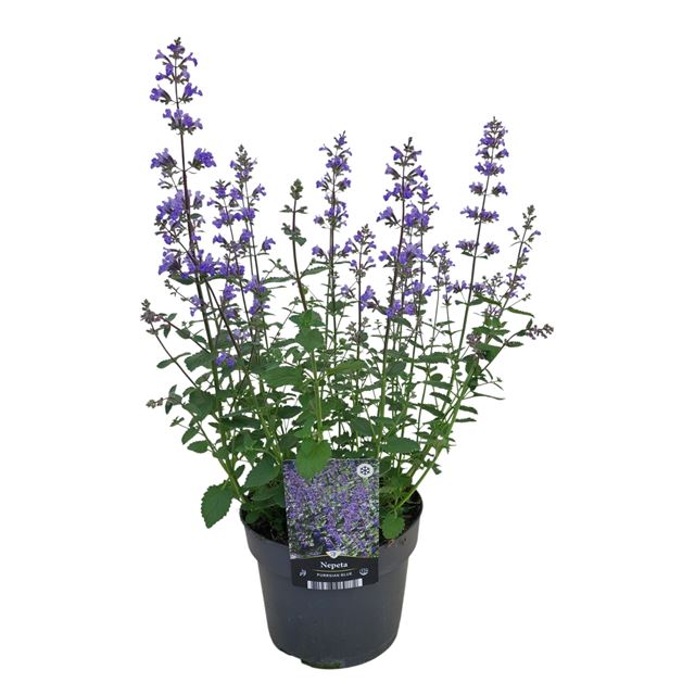 Picture of Nepeta faassenii purrsian blue