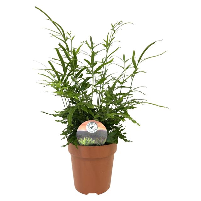 Picture of PTERIS ENSIFORMIS EVERGREEN