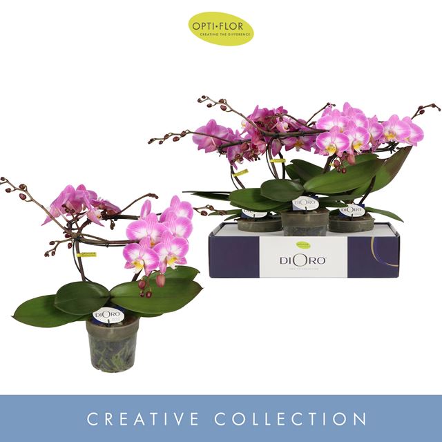 Picture of PHALAENOPSIS 02-STEM DIORO ALLURE