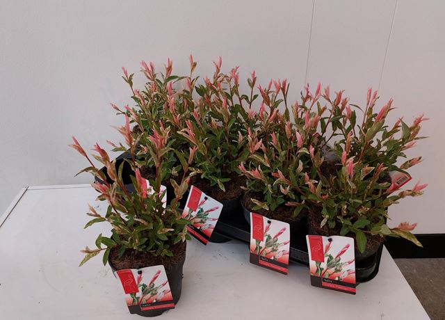 Picture of SALIX INTEGRA FLAMINGO