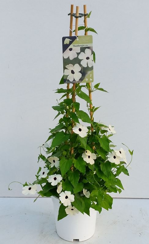 Picture of Thunbergia nana snow white pyramid