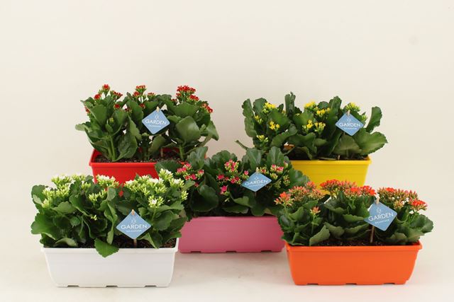Picture of KALANCHOE SINGEL MIX COLOURED WINDOW BASKET