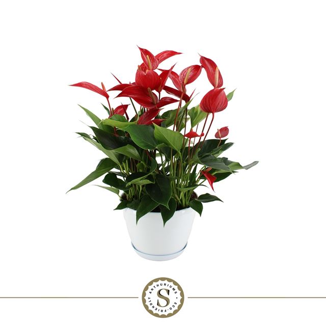 Picture of ANTHURIUM ANDRAEANUM BANDEROLA ROJA