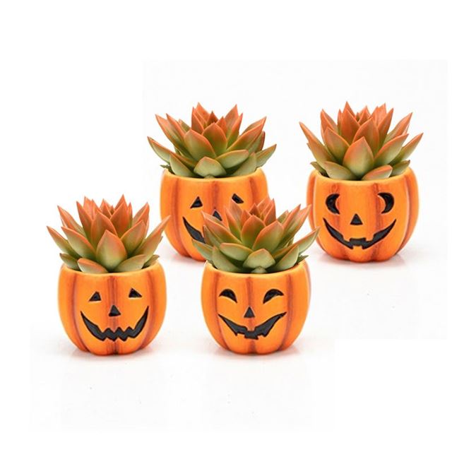 Picture of ECHEVERIA MIRANDA HALLOWEEN IN CERAMIC