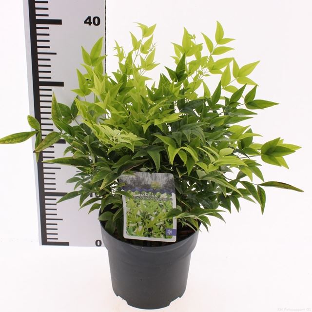 Picture of Nandina domestica lemon and lime